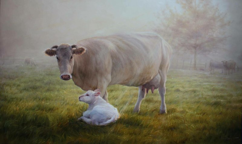 Коровы в поле