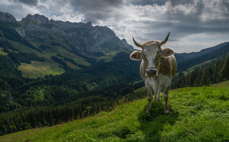 Заставка на компьютер коровы