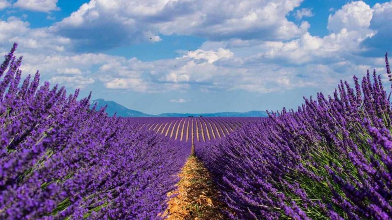 Лаванда Прованс