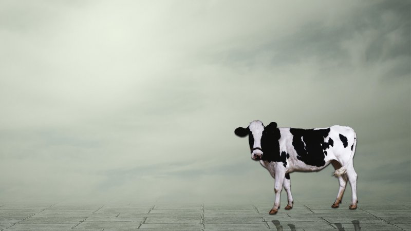 Красивая корова