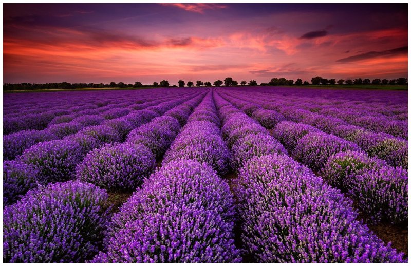 Лавандовые поля в Крыму