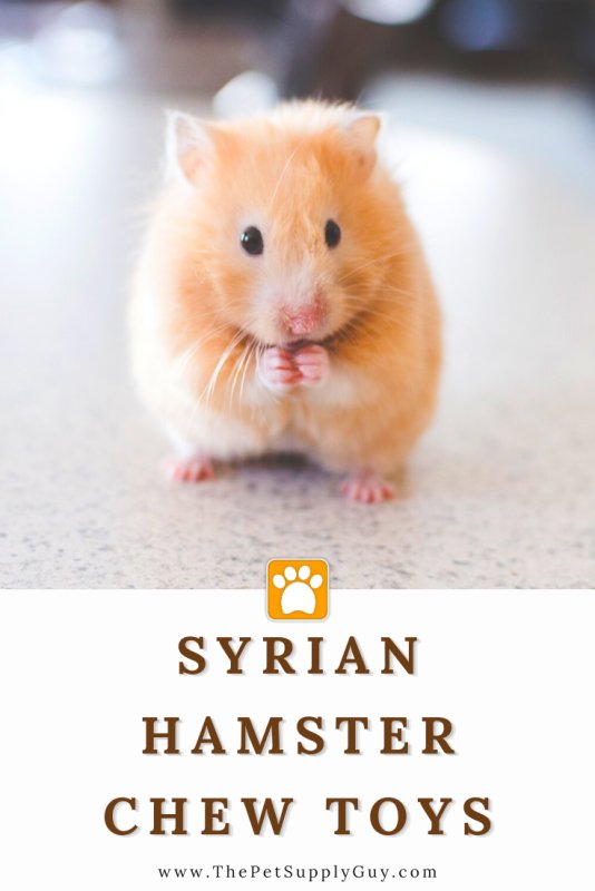 Сирийский хомяк Хома