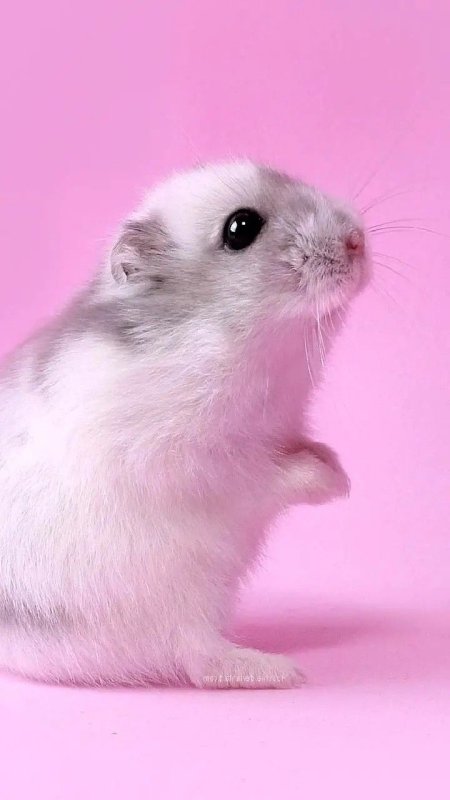 Джунгарский хомяк белый