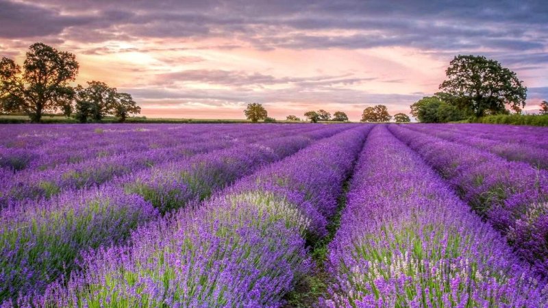 Крым Тургеневка Лаванда