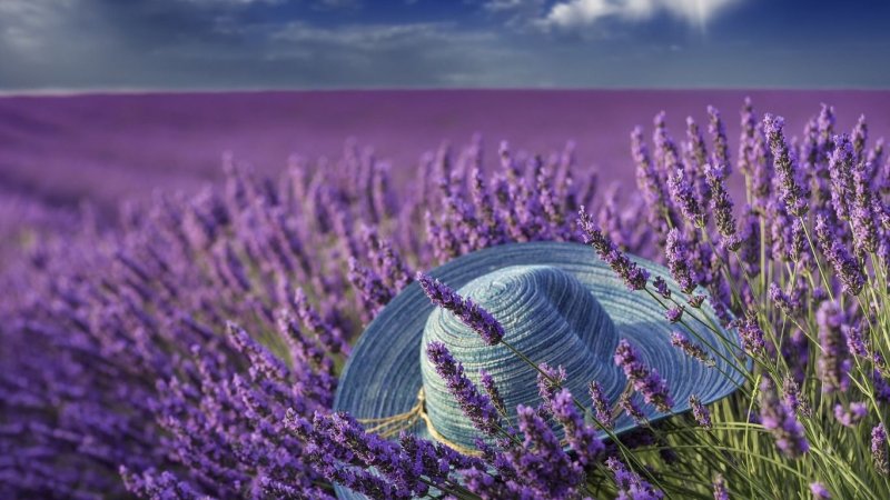 Картинки на рабочий стол Лаванда