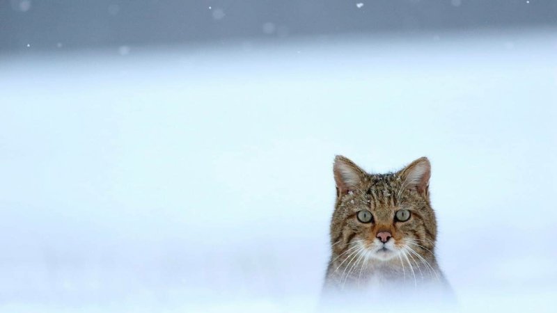 Кошки зимой