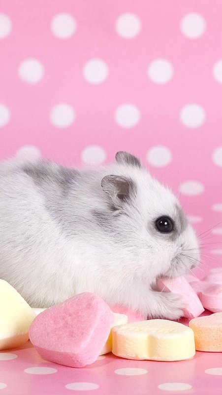 Милые красивые хомячки