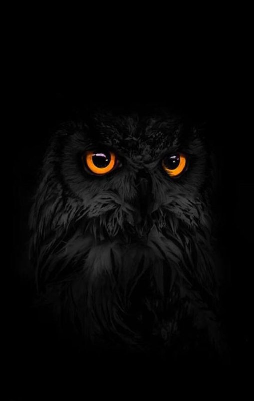 Сова на черном фоне