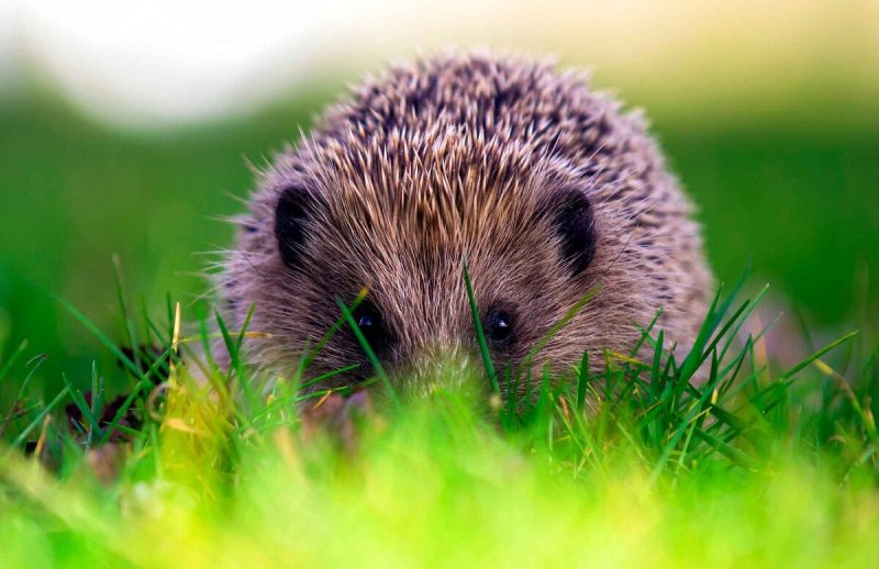 Красивый Ежик