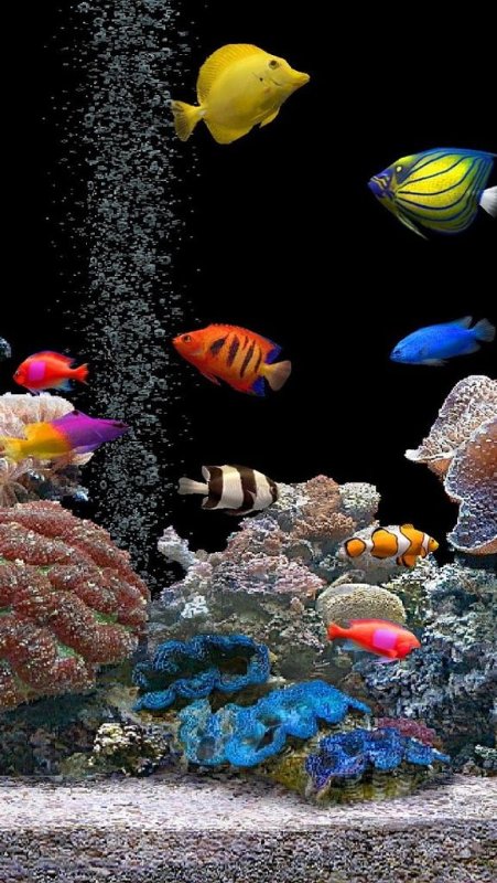 Рыбки для аквариума