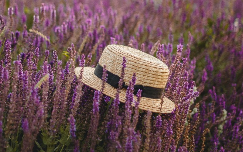 Поля лаванды