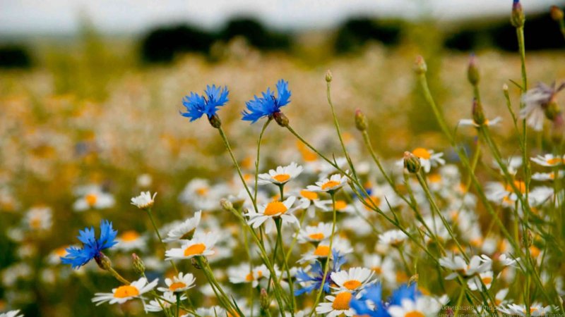 Поле с ромашками и васильками