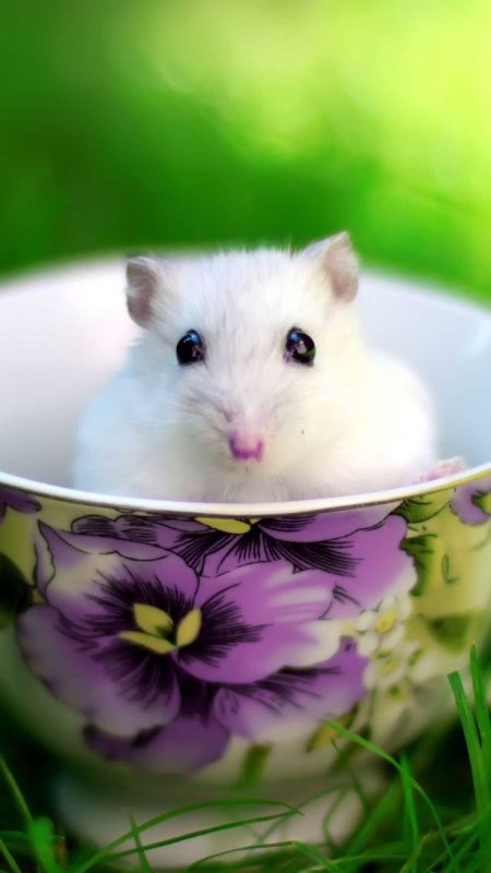 Заставки на телефон животные домашние