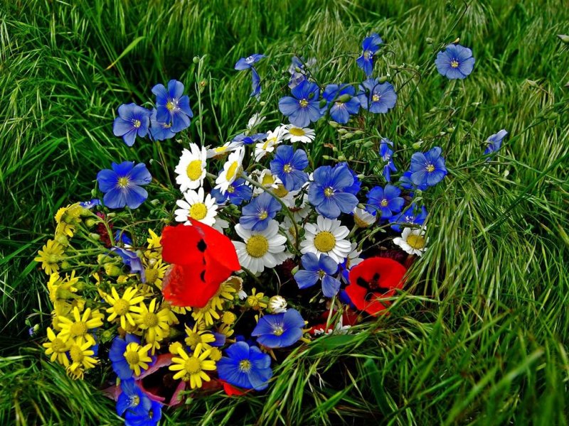 Мак полевой Василек