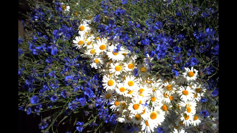 Букет полевых Васильков