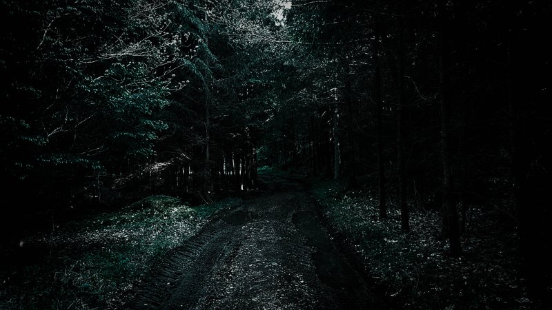 «Ночь в лесу»