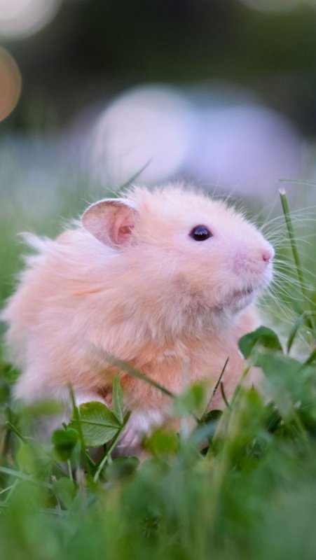 Сирийский хомяк альбинос
