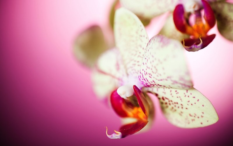 Цветы на заставку