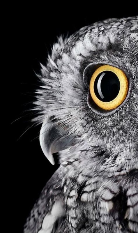 Заставка Сова