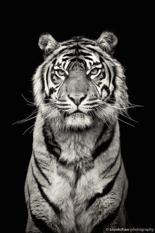 Тайгер тигр