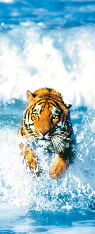 Тигр вертикально