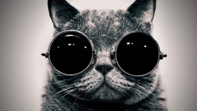Кот в очках