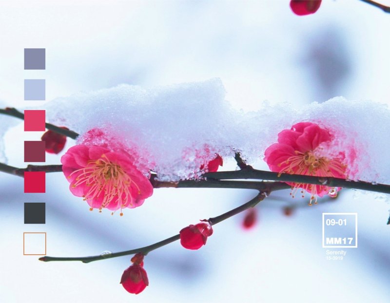 Цветы Умэ японская слива