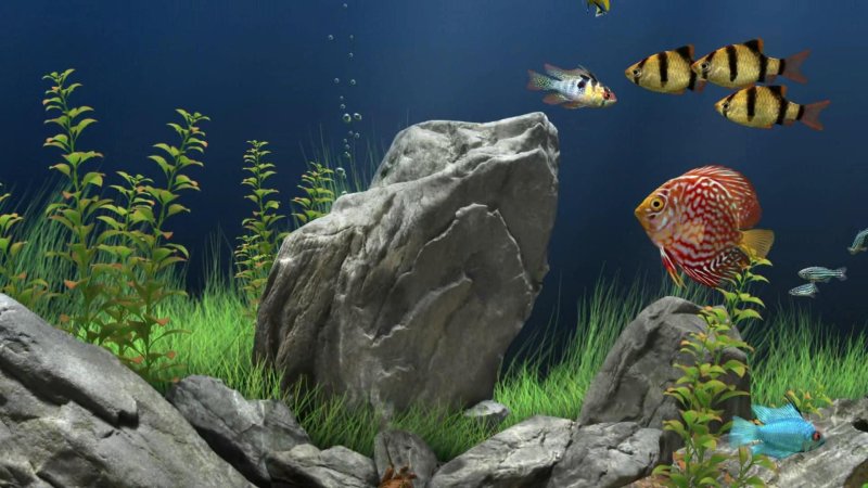 Картинки на рабочий стол аквариум