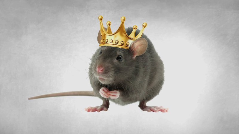 Красивые крысы