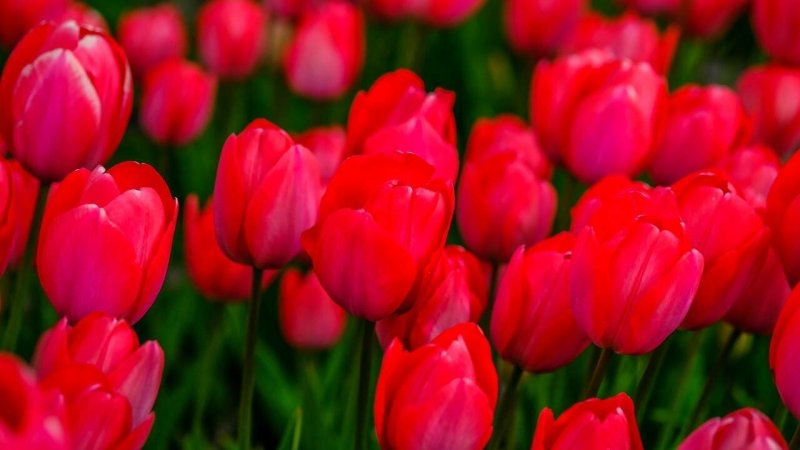 Тюльпан ред Хантер