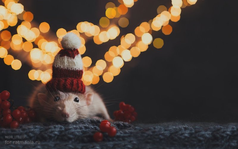Милые новогодние крыски