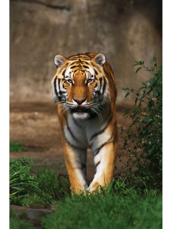 Красивый тигр