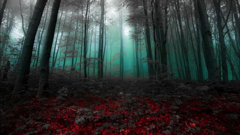 Шварцвальд темный лес