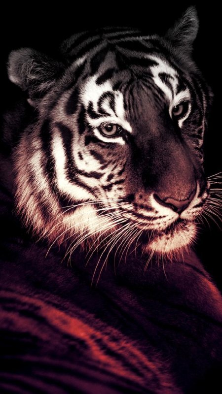 Тигр на заставку