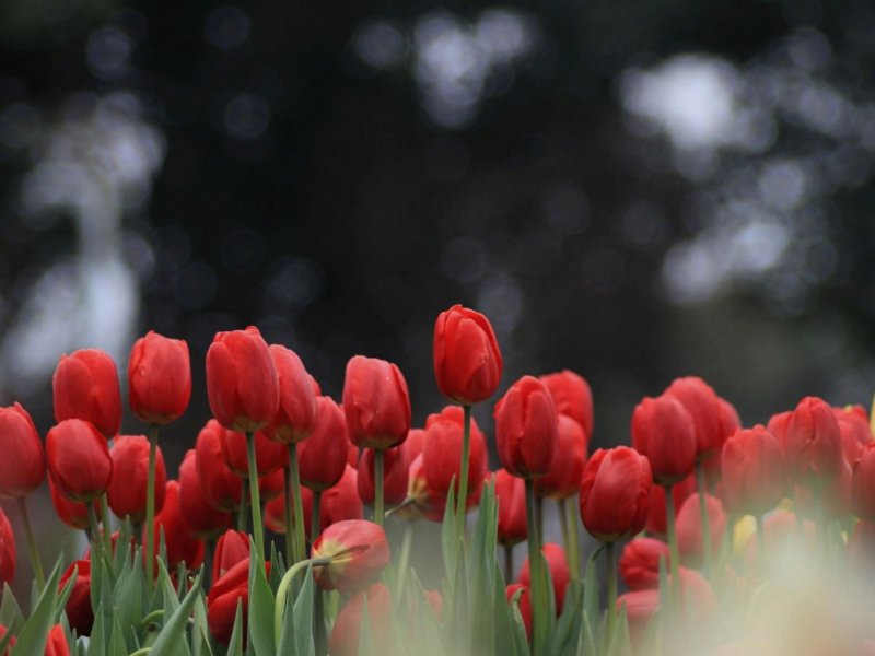 Весенние тюльпаны