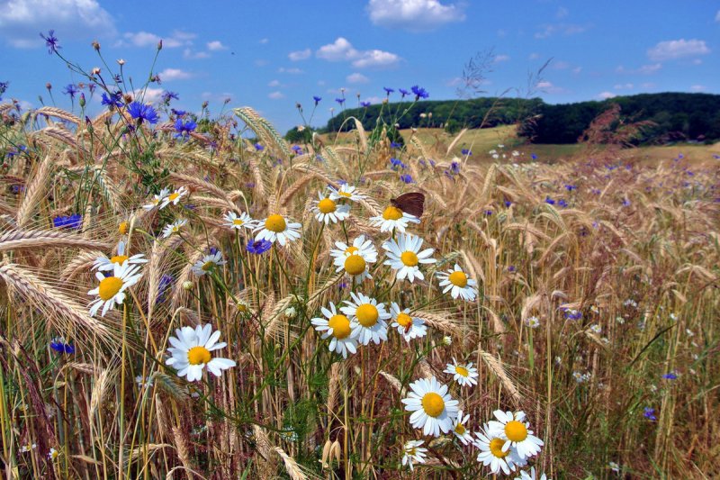 Поле ромашек