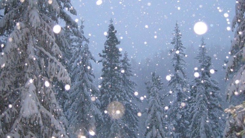 Новогодний фон елка снег