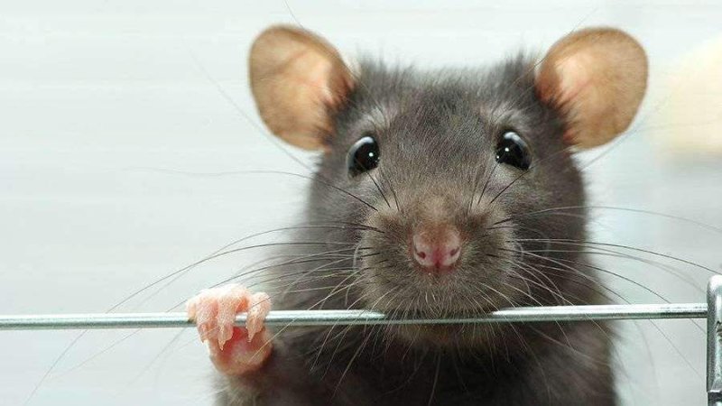 Забавные крысы