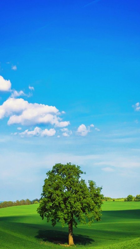 Небо деревья