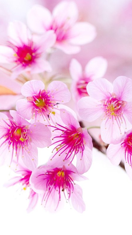 Красивые цветочки