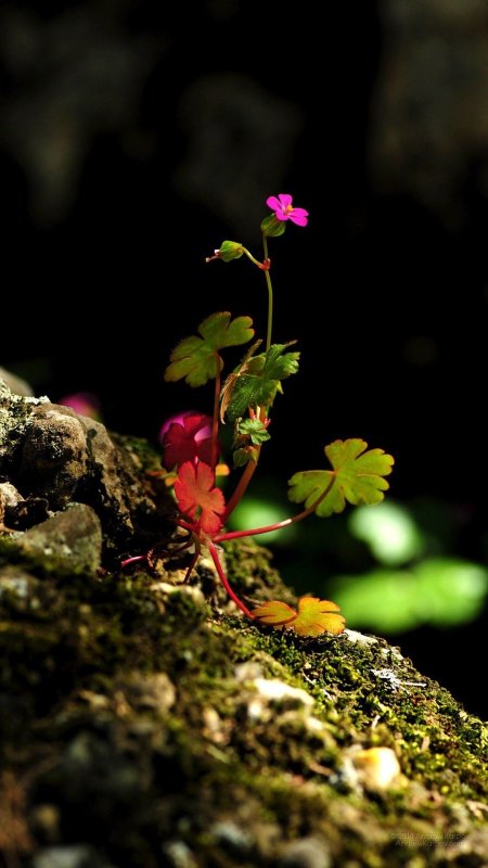 Цветы Макросъемка