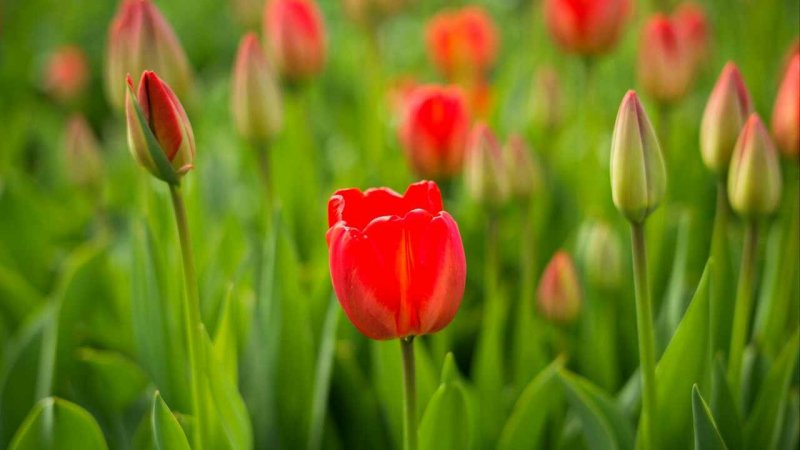 Тюльпан Coalition