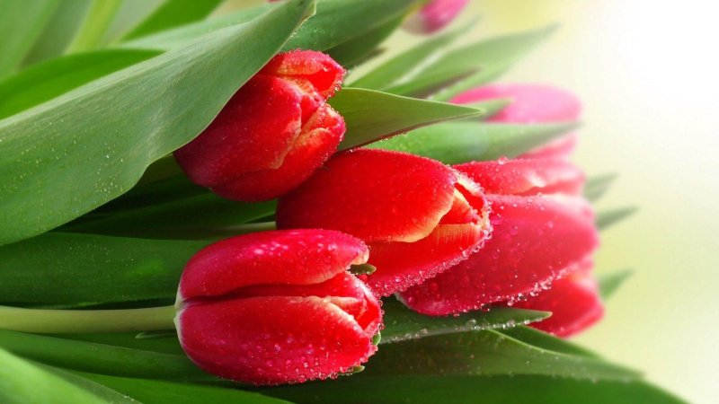 Весенние цветы тюльпаны