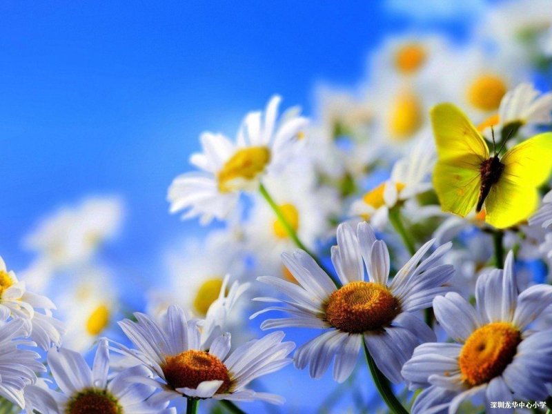 Ромашки на фоне неба