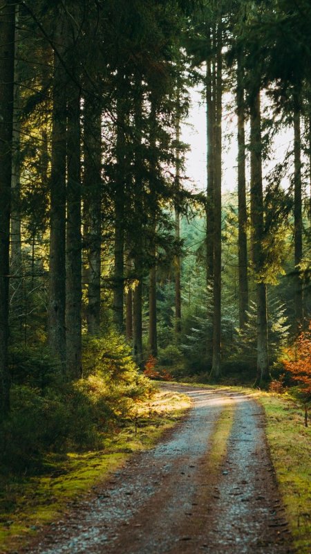 Красивые пейзажи леса