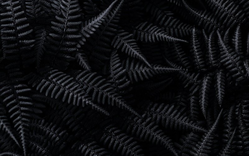 Черный папоротник