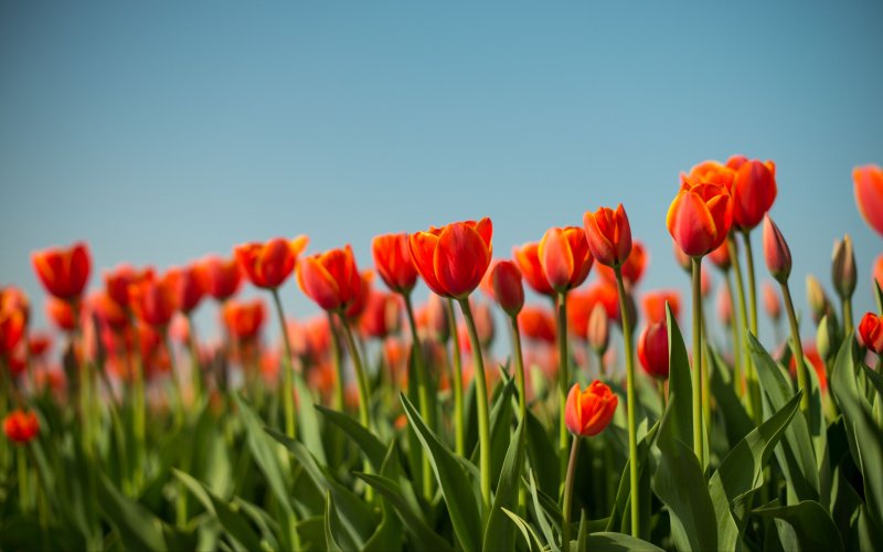 Красивые тюльпаны