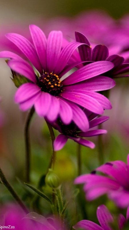 Картинки на телефон на заставку