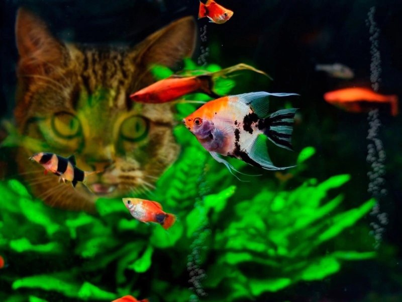 Рыбки для аквариума