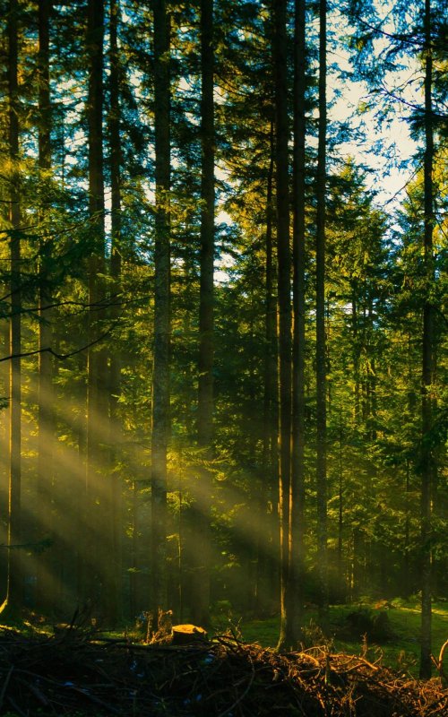 Красивые леса